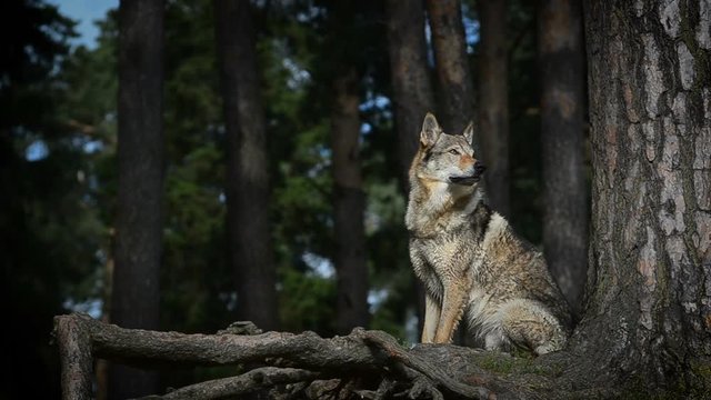 Czhechoslovakian wolfhound sitting on roots of pane