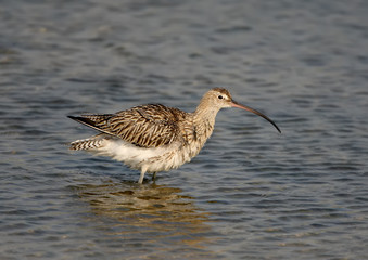 Curlew in winter plumage close up