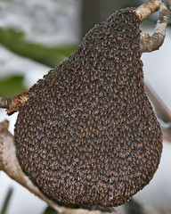 swarm of wild bees on a tree