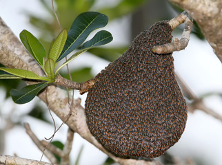 swarm of wild bees on a tree