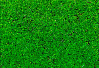 green moss  isolated on white background