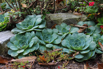Echeveria / Echeveria is a large genus of flowering plants in the Crassulaceae family