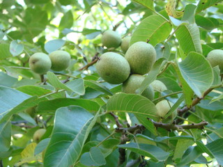 macro photo of fresh green young fruits of walnut on a tree branch with leaves on blue sky background as the source for design, printing, advertising, photo shop, decorating