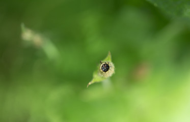 The seed capsule