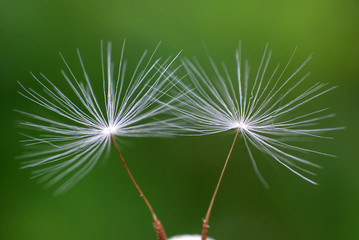 Macro shot of dandelion seeds. Dandelion seeds on wind