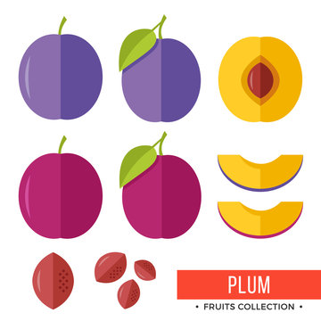 Plum. Damson purple plum and parts, slices, pits, leaves, core. Set of fruits. Flat design graphic elements. Vector illustration