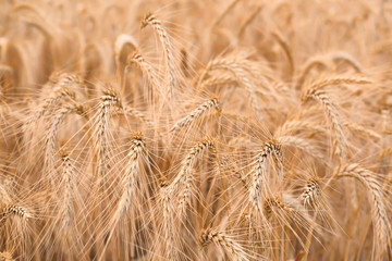 Ears on golden wheat field, closeup