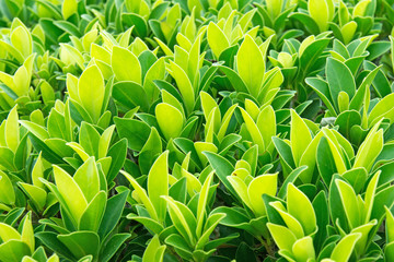 Obraz premium leaf green plant for background