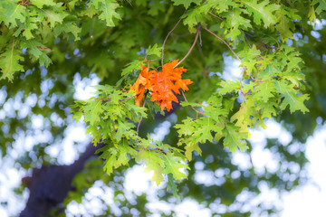 First group of leaves changed color on oak tree, vibrant orange branch amongst green
