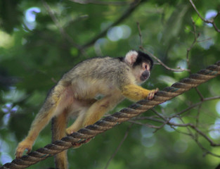 Naklejka na ściany i meble black-capped squirrel monkey (Saimiri boliviensis)