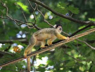 Naklejka na ściany i meble black-capped squirrel monkey (Saimiri boliviensis)