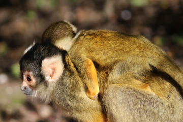 black-capped squirrel monkey (Saimiri boliviensis)