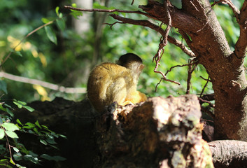 black-capped squirrel monkey (Saimiri boliviensis)