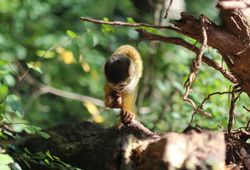 black-capped squirrel monkey (Saimiri boliviensis)