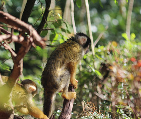 black-capped squirrel monkey (Saimiri boliviensis)