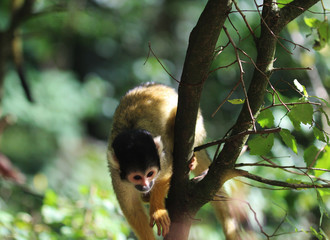 black-capped squirrel monkey (Saimiri boliviensis)