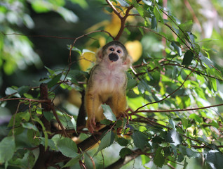 black-capped squirrel monkey (Saimiri boliviensis)