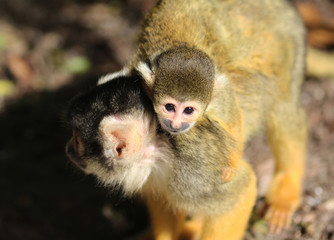 Obraz premium Wiewiórka czarnogłowa (Saimiri boliviensis)