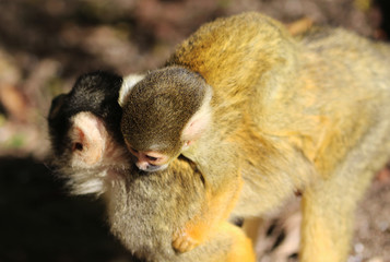 black-capped squirrel monkey (Saimiri boliviensis)