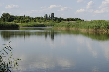 a small lake with reedbed along the shore, a summer sunny day, landscape