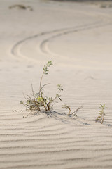 Desert plant
