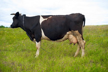 Cow on a summer pasture.