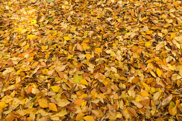 nature, season, fall concept. wonderful background for text of carpet of yellow, orange and brown dead leaves that fallen down with the coming of autumn