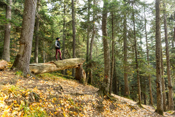 Obraz premium nature, forest conservation, environment concept. broken tree trunk lies on the ground among its strong brothers, and man wearing autumn clothes is standing right on this trunk like the winner