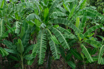 Green banana leaves