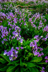 Fototapeta premium Many wildflowers on a forest floor in the Idaho wilderness