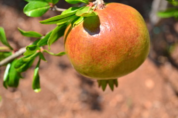 Fruit 