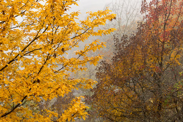 season, nature, biology concept. with the coming of autumn some of the trees turned yellow color and looks like torch in the fall fog, but there are trees that are covered with red and maroon leaves
