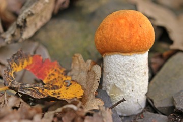 Espen-Rotkappe (Leccinum leucopodium) neben Espenblatt in Herbstfärbung