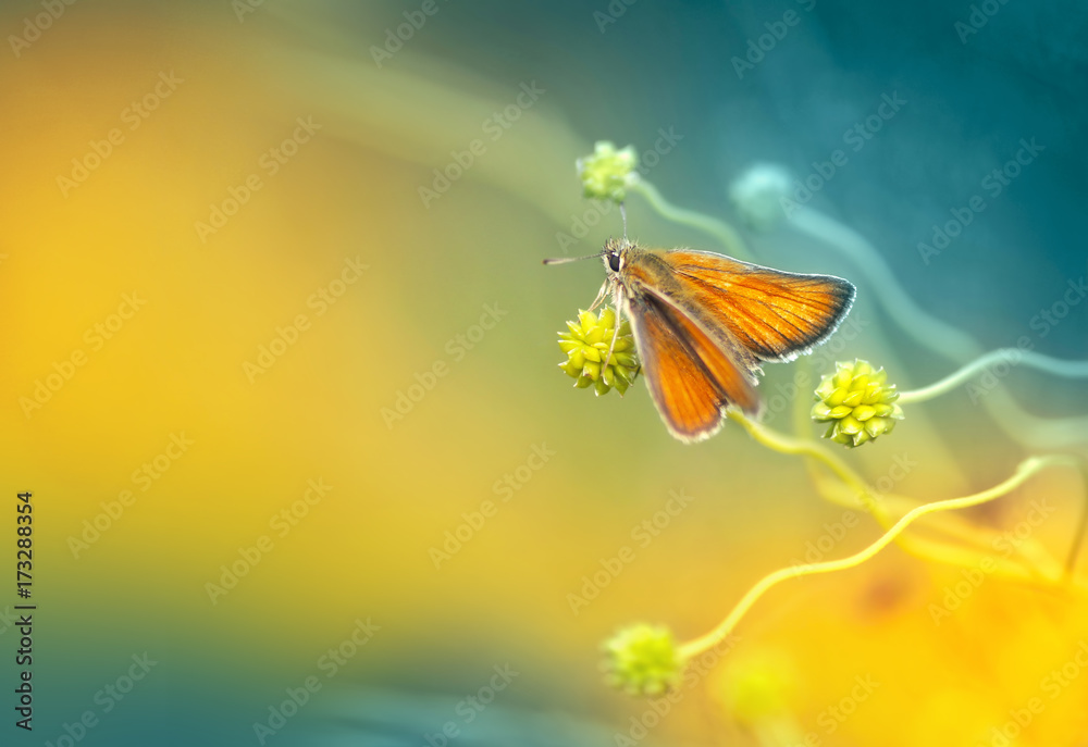 Poster orange moth in an ornate wavy plant on a yellow and turquoise background in spring in nature in the 