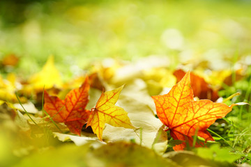 Golden and red beautiful leaves in the grass in an autumn park on nature close-up of a macro with a soft focus and blurred yellow background.