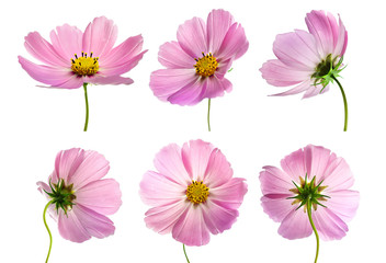 Set of six pink Cosmos bipinnatus flowers with different perspective isolated on white background....