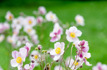 Pale pink flower Japanese anemone, close-up. Note: Shallow depth of field