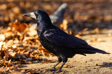 Rook (Corvus Frugilegus)