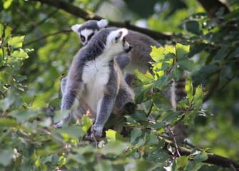 Ring tailed lemur
