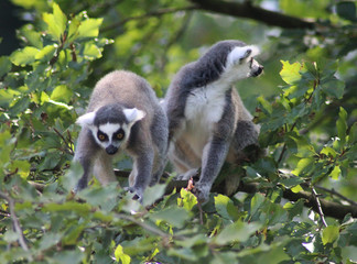 Ring tailed lemur