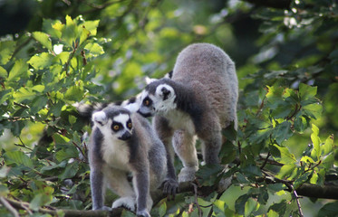 Ring tailed lemur