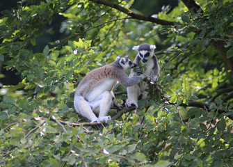 Ring tailed lemur