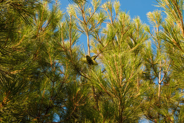 Needles on a sky background