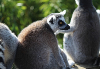 Ring tailed lemur