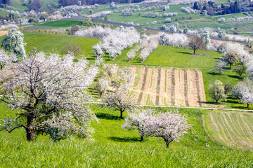 Obraz premium A beautiful meadow full of blossom cherry trees in Markgräferland