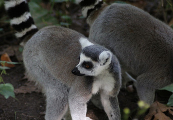 Ring tailed lemur