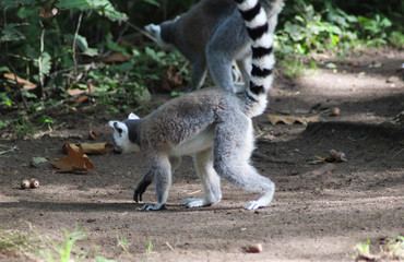 Obraz premium Ring tailed lemur