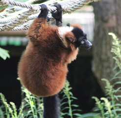 red ruffed lemur (Varecia rubra)
