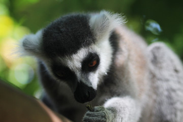 Ring tailed lemur