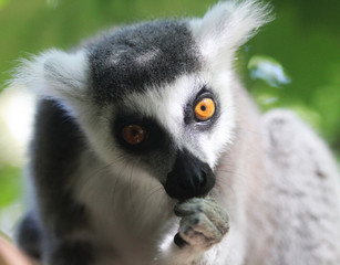 Ring tailed lemur